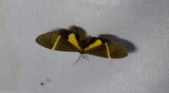 Euchlaenidia neglecta