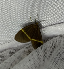 Euchlaenidia neglecta