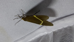 Euchlaenidia neglecta