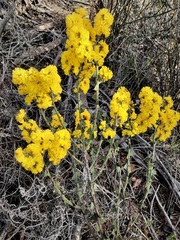 Acacia chrysocephala