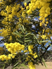 Acacia filicifolia