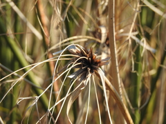 Cyperus giganteus