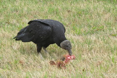 Coragyps atratus