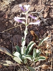 Penstemon fendleri