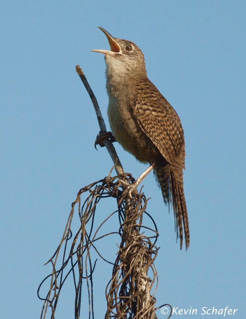 Zapata Wren photo