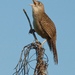 Zapata Wren - Photo (c) Kevin Schafer, some rights reserved (CC BY-NC-ND), uploaded by Kevin Schafer