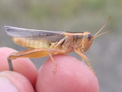 Melanoplus packardii