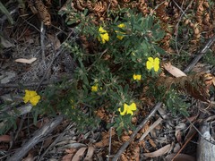 Hibbertia acuminata
