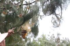 Cronartium conigenum