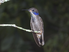Colibri delphinae