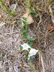 Convolvulus arvensis