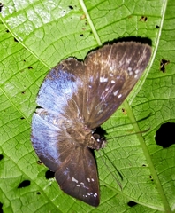 Pythonides grandis