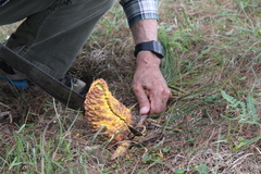 Cronartium conigenum