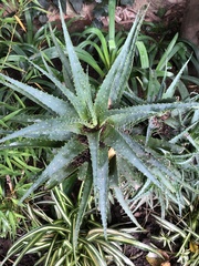 Agave xylonacantha