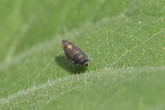 Scaphytopius loricatus