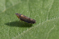 Scaphytopius loricatus