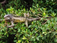 Iguana iguana