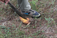 Cronartium conigenum