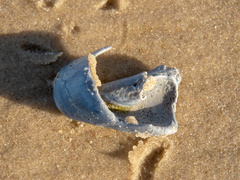Olivancillaria urceus
