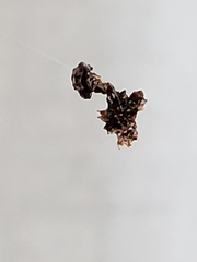 Micrathena horrida