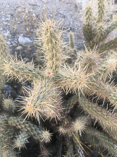 iNaturalist observation photo of Gander's cholla