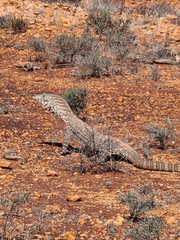 Varanus giganteus