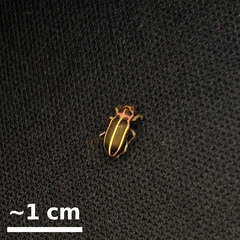 Eudiagogus episcopalis