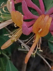Lonicera etrusca