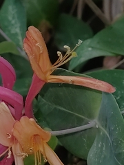 Lonicera etrusca