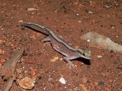 Carnarvon Basin Saddled Ground Gecko photo 1