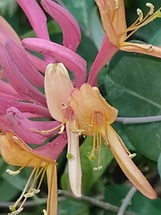 Lonicera etrusca