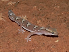Carnarvon Basin Saddled Ground Gecko photo 5