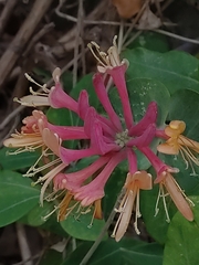 Lonicera etrusca