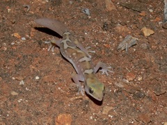 Carnarvon Basin Saddled Ground Gecko photo 3