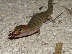 Eremiascincus richardsonii