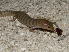 Eremiascincus richardsonii