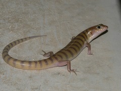 Eremiascincus richardsonii