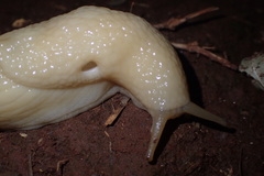 Urocyclidae
