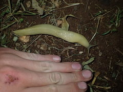 Urocyclidae