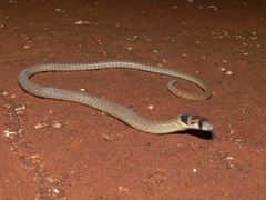 Pygopus nigriceps