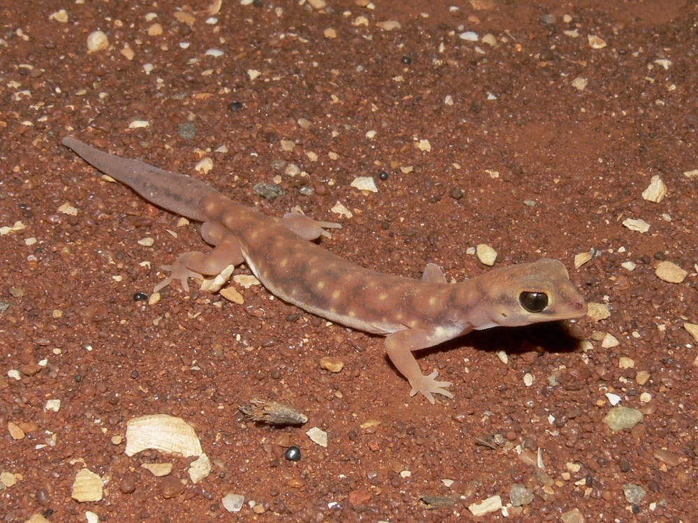 Western Beaked Gecko