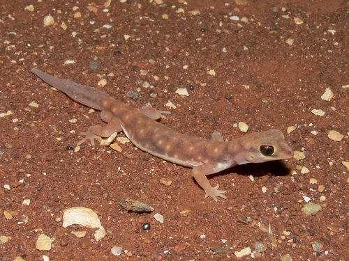 Western Beaked Gecko