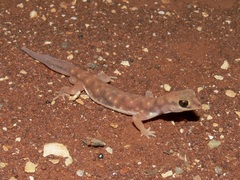 Rhynchoedura ornata