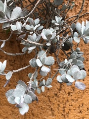 Magnoliopsida