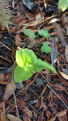 Trillium ovatum ovatum