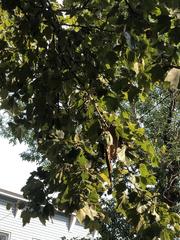 Platanus occidentalis