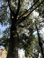 Platanus occidentalis