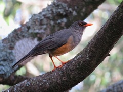 Turdus abyssinicus