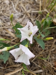 Convolvulus arvensis