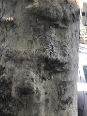 Platanus occidentalis